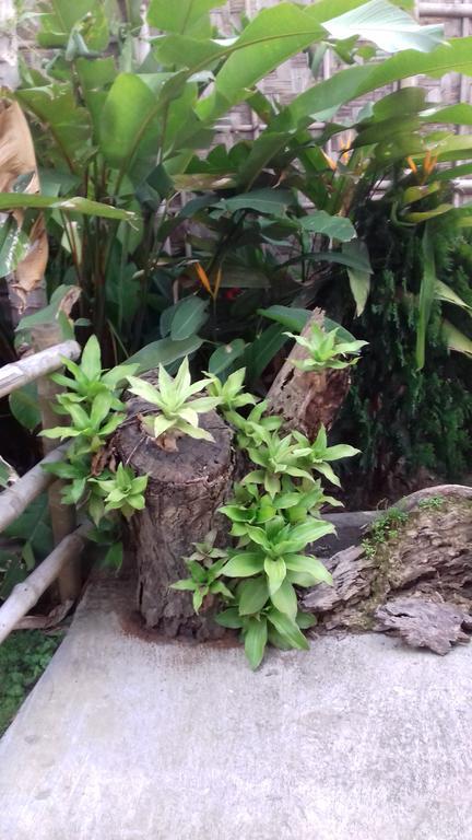 Longchen Homestay Dimapur Ngoại thất bức ảnh